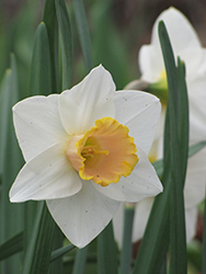 Bell Song Daffodil (Narcissus 'Bell Song') at A Very Successful Garden Center
