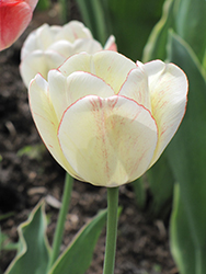 Shirley Tulip (Tulipa 'Shirley') at Stonegate Gardens