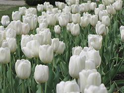 White Dream Tulip (Tulipa 'White Dream') at A Very Successful Garden Center