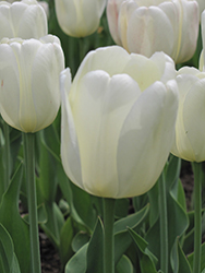 White Dream Tulip (Tulipa 'White Dream') at A Very Successful Garden Center