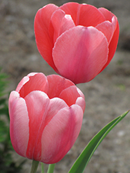 Pink Impression Tulip (Tulipa 'Pink Impression') at Stonegate Gardens