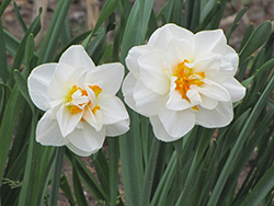 Double Poet's Daffodil (Narcissus 'Double Poeticus') at A Very Successful Garden Center