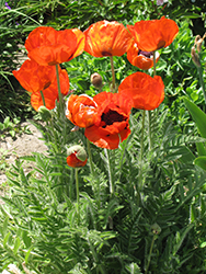 Marcus Perry Poppy (Papaver orientale 'Marcus Perry') at Lakeshore Garden Centres