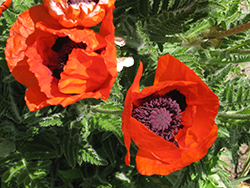 Marcus Perry Poppy (Papaver orientale 'Marcus Perry') at Lakeshore Garden Centres