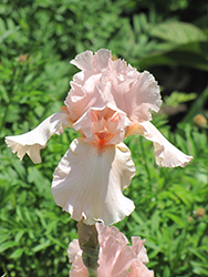 Pink Attraction Iris (Iris 'Pink Attraction') at A Very Successful Garden Center