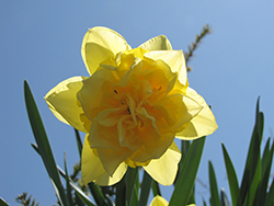 Dick Wilden Daffodil (Narcissus 'Dick Wilden') at Stonegate Gardens