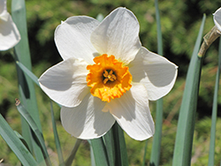 Flower Record Daffodil (Narcissus 'Flower Record') at Stonegate Gardens