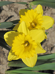 Dutch Master Daffodil (Narcissus 'Dutch Master') at A Very Successful Garden Center