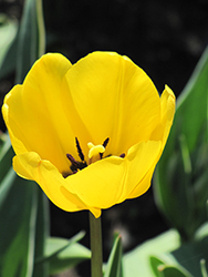 Golden Apeldoorn Tulip (Tulipa 'Golden Apeldoorn') at Lakeshore Garden Centres