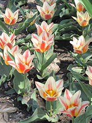 Quebec Tulip (Tulipa 'Quebec') at Lakeshore Garden Centres