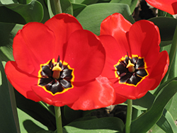 Red Apeldoorn Tulip (Tulipa 'Red Apeldoorn') at Stonegate Gardens