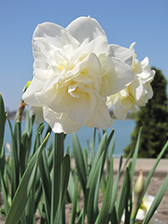White Lion Daffodil (Narcissus 'White Lion') at A Very Successful Garden Center