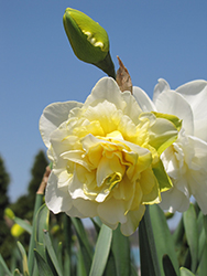 Irene Copeland Daffodil (Narcissus 'Irene Copeland') at Stonegate Gardens