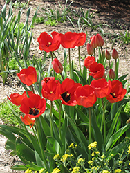 Red Apeldoorn Tulip (Tulipa 'Red Apeldoorn') at Stonegate Gardens