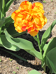 Sundowner Tulip (Tulipa 'Sundowner') at A Very Successful Garden Center