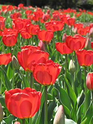 Red Impression Tulip (Tulipa 'Red Impression') at A Very Successful Garden Center