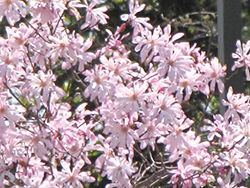 Pink Perfection Magnolia (Magnolia stellata 'Pink Perfection') at Lakeshore Garden Centres