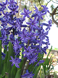 Blue Jacket Hyacinth (Hyacinthus orientalis 'Blue Jacket') at Lakeshore Garden Centres