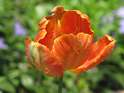 Orange Parrot Tulip (Tulipa 'Orange Parrot') at A Very Successful Garden Center