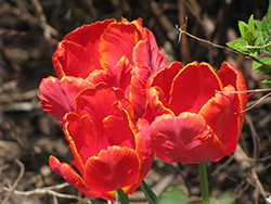 Red Parrot Tulip (Tulipa 'Red Parrot') at A Very Successful Garden Center