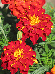 Safari Red Marigold (Tagetes patula 'Safari Red') at A Very Successful Garden Center