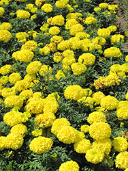 First Lady Marigold (Tagetes erecta 'First Lady') at Lakeshore Garden Centres