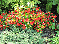 Bada Bing Scarlet Begonia (Begonia 'Bada Bing Scarlet') at Lakeshore Garden Centres