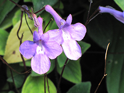 False African Violet (Streptocarpus saxorum) at A Very Successful Garden Center