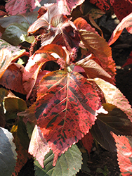 Heart Copperleaf (Acalypha wilkesiana f. macrophylla) at A Very Successful Garden Center
