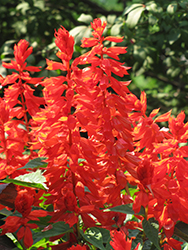 Lighthouse Red Sage (Salvia splendens 'Lighthouse Red') at A Very Successful Garden Center