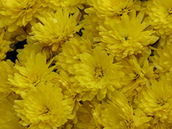 Erica Yellow Chrysanthemum (Chrysanthemum 'Yoerica') at A Very Successful Garden Center
