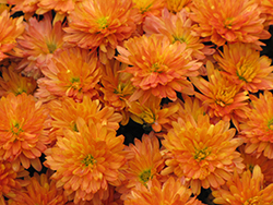 Jacqueline Orange Fusion Chrysanthemum (Chrysanthemum 'Jacqueline Orange Fusion') at Lakeshore Garden Centres