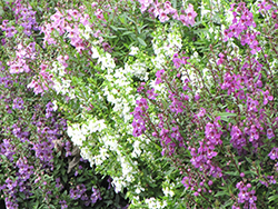 Serena Mixture Angelonia (Angelonia angustifolia 'Serena Mixture') at Lakeshore Garden Centres