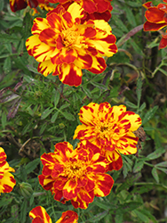 Safari Bolero Marigold (Tagetes patula 'Safari Bolero') at A Very Successful Garden Center