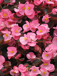 Bada Boom Pink Begonia (Begonia 'Bada Boom Pink') at A Very Successful Garden Center