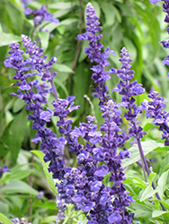 Blue Victory Salvia (Salvia farinacea 'Blue Victory') at A Very Successful Garden Center