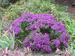 Believer Purple Aster (Symphyotrichum novi-belgii 'Believer Purple') at A Very Successful Garden Center