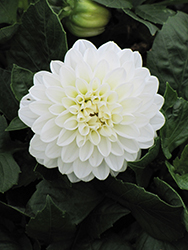 Dahlinova Hypnotica White Dahlia (Dahlia 'Hypnotica White') at A Very Successful Garden Center