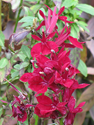 Fan Deep Rose Cardinal Flower (Lobelia x speciosa 'Fan Deep Rose') at Lakeshore Garden Centres