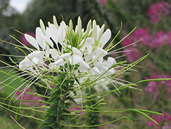 White Queen Spiderflower (Cleome hassleriana 'White Queen') at A Very Successful Garden Center