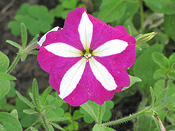 Hurrah Rose Star Petunia (Petunia 'Hurrah Rose Star') at A Very Successful Garden Center