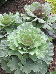 Dynasty Pink Ornamental Cabbage (Brassica oleracea var. capitata 'Dynasty Pink') at A Very Successful Garden Center