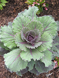 Dynasty Red Ornamental Cabbage (Brassica oleracea var. capitata 'Dynasty Red') at A Very Successful Garden Center