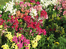 Madame Butterfly Mix (Antirrhinum majus 'Madame Butterfly Mix') at Lakeshore Garden Centres