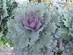 Nagoya Purple Kale (Brassica oleracea var. acephala 'Nagoya Purple') at A Very Successful Garden Center