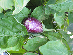 Calliope Eggplant (Solanum melongena 'Calliope') at A Very Successful Garden Center