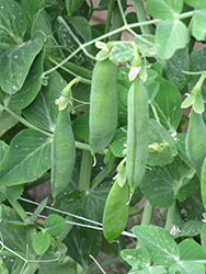 Sugar Sprint Pea (Pisum sativum var. saccharatum 'Sugar Sprint') at A Very Successful Garden Center