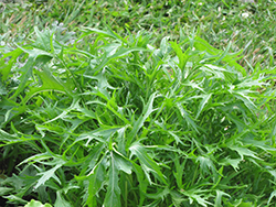 Arugula (Eruca sativa) at Canadale Nurseries