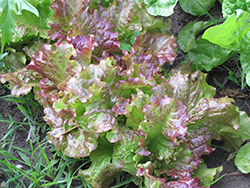 Red Salad Bowl Lettuce (Lactuca sativa var. crispa 'Red Salad Bowl') at A Very Successful Garden Center