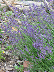 Buena Vista Lavender (Lavandula angustifolia 'Buena Vista') at A Very Successful Garden Center